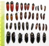 Elateridae sp.  Russia, Tver reg. - INSECTS-STORE.RU