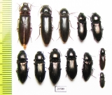 Elateridae sp.  Russia, Far East - INSECTS-STORE.RU