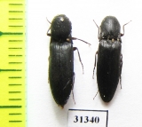 Elateridae sp.  Russia, Kaluga reg. - INSECTS-STORE.RU