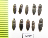 Elateridae sp.  Uzbekistan - INSECTS-STORE.RU