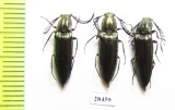 Ctenicerus pectinicornis  Russia, Tver reg. - INSECTS-STORE.RU