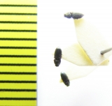 Quasimus minutissimus  Belorussia - INSECTS-STORE.RU