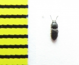 Zorochros caucasicus  Abkhazia - INSECTS-STORE.RU