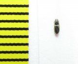 Zorochros caucasicus  Abkhazia - INSECTS-STORE.RU