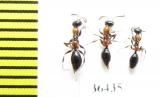 Methocha articulata  Russia, Tver reg. - INSECTS-STORE.RU