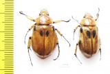 Cyclocephala sp., pair  Panama - INSECTS-STORE.RU
