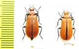 Pyrochroa serraticornis, pair  Russia. Samara reg. - INSECTS-STORE.RU