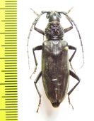 Cerambycidae sp.  Indonesia, Papua - INSECTS-STORE.RU