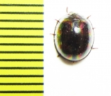 Tenebrionidae sp.  Thailand - INSECTS-STORE.RU