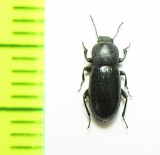 Cabirutus pusillus  Uzbekistan - INSECTS-STORE.RU