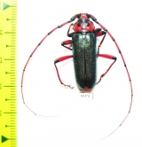 Stenaspis verticalis insignis  USA - INSECTS-STORE.RU