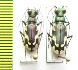 Cephalota schrenki, pair  Kazakhstan - INSECTS-STORE.RU