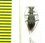 Cylindera sp.  Guinee - INSECTS-STORE.RU