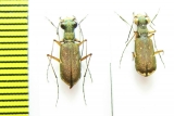 Cicindelinae sp.  Malawi - INSECTS-STORE.RU