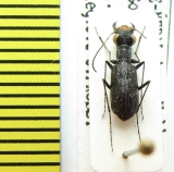 Cylindera foveolata  Nepal - INSECTS-STORE.RU