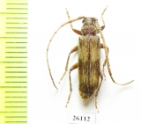 Cerambycidae sp.  South Africa Rep. - INSECTS-STORE.RU