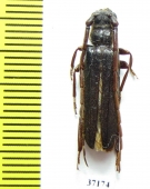 Cerambycidae sp.  Zambia - INSECTS-STORE.RU