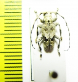 Cerambycidae sp.  Congo - INSECTS-STORE.RU