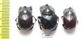 Copris laius, pair  Mali - INSECTS-STORE.RU