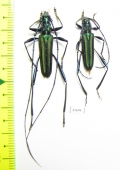 Cerambycidae sp., pair  Indonesia, Ceram isl. - INSECTS-STORE.RU