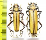 Xystrocera apiculata, pair  Indonesia, Papua - INSECTS-STORE.RU