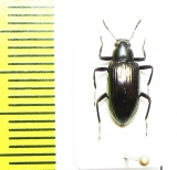 Tenebrionidae sp.  Malaysia - INSECTS-STORE.RU