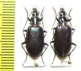 Carabidae sp.  Solomon isls. - INSECTS-STORE.RU