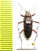 Tenebrionidae sp.  Malaysia, Borneo - INSECTS-STORE.RU