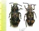 Anthribidae sp.  South Africa Rep. - INSECTS-STORE.RU