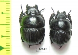Lethrus costatus, pair  Tajikistan - INSECTS-STORE.RU