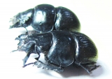 Lethrus superbus, pair  Uzbekistan - INSECTS-STORE.RU