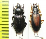 Carabidae sp.  Korea - INSECTS-STORE.RU