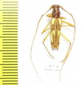 Cerambycidae sp.  Mexico - INSECTS-STORE.RU