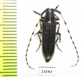 Agapanthia sp.  Kazakhstan - INSECTS-STORE.RU