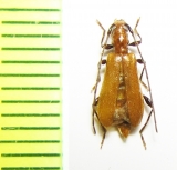 Obrium cantharinum  France - INSECTS-STORE.RU