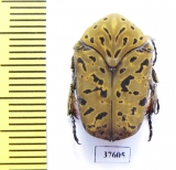 Cetoniinae sp.  Colombia - INSECTS-STORE.RU