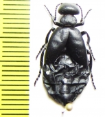 Meloe sp.  Tajikistan - INSECTS-STORE.RU