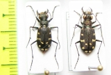 Cicindela oregona  USA - INSECTS-STORE.RU