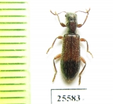 Cleridae sp.  South Africa Rep. - INSECTS-STORE.RU