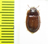 Trogossitidae sp.  Indonesia, Papua - INSECTS-STORE.RU