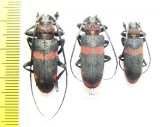 Ceroplesis hottentotta, pair  South Africa Rep. - INSECTS-STORE.RU
