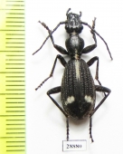 Cypholoba sp.  Angola - INSECTS-STORE.RU