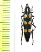 Anubis hexastictus  Tanzania - INSECTS-STORE.RU