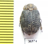 Trogidae sp.  Namibia - INSECTS-STORE.RU