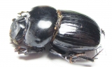 Catharsius sp.  Zambia - INSECTS-STORE.RU