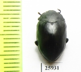 Monomma sp.  South Africa Rep. - INSECTS-STORE.RU