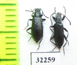 Oedemeridae sp.?  South Africa Rep. - INSECTS-STORE.RU