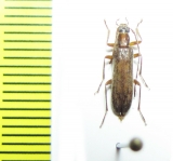 Sparedrus kazakhstanicus  Kazakhstan - INSECTS-STORE.RU