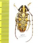 Cerambycidae sp., Thailand - INSECTS-STORE.RU