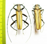 Xystrocera apiculata, pair  Indonesia, Papua - INSECTS-STORE.RU